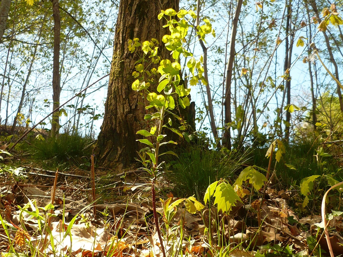 Euphorbia amygdaloides subsp. amygdaloides (Euphorbiaceae)